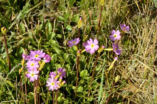 22 Pink Flowers With Yellow Centre At Kerqin Camp In The Shaksgam Valley On Trek To K2 North Face In China.jpg